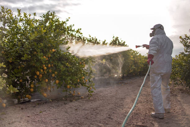 Best Bed Bug Extermination  in Wonder Lake, IL