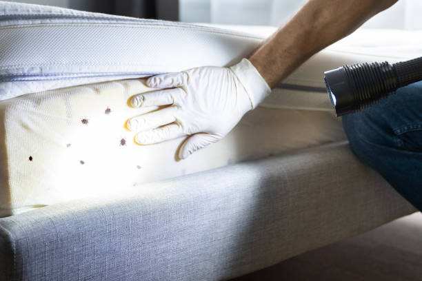 Best Termite Control Services  in Wonder Lake, IL